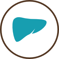 Liver - In stock
